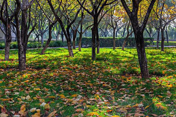 许多有心的朋友会向他们的家人和朋友发送问候消息