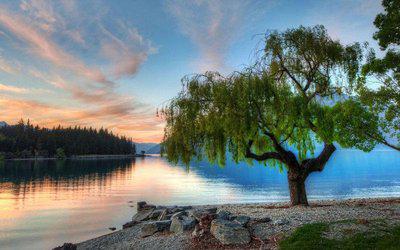 生命的希望绽放