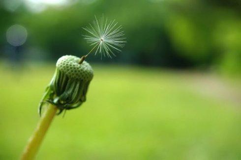 就像践踏的芬芳花朵