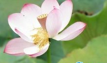 描写夏天风景的句子