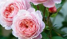 感恩遇见友谊的句子