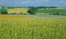 关于乡间田野的优美句子