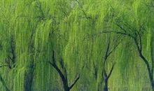 描写夏天柳树的句子
