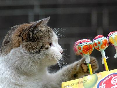 自从我第一次拿起落在地下的钢笔以来