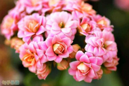 有关元旦的句子：1．其实