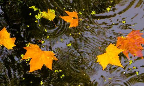 [描述秋天的雨的句子]好像秋天的雨让我感到结冰
