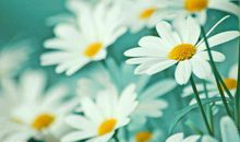 感恩相识十年的唯美句子