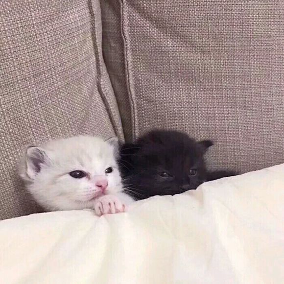 也别忘了山谷的寂寞角落