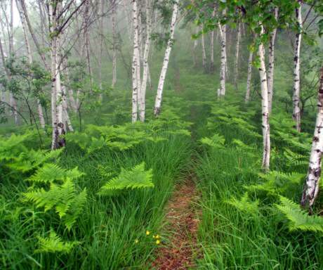 即使您爱上了开在水中的水仙