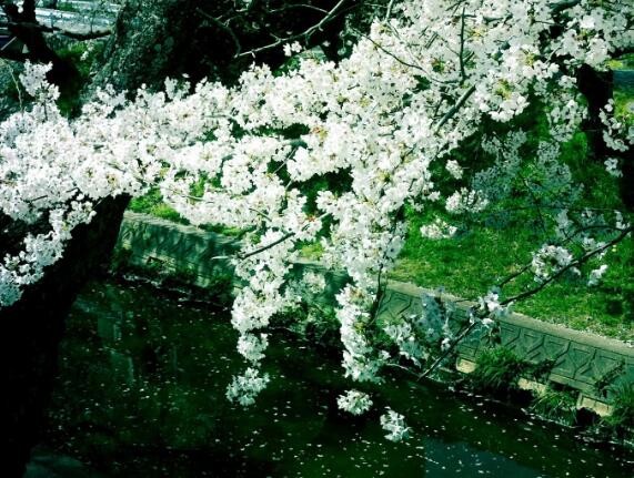   无法理解的情绪句子（精选文章）  1