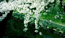 不被理解的心情的句子