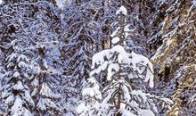 描写冬天雪景的好句