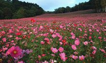 情感短句说说：我的眼里没有你，我的余光全是你