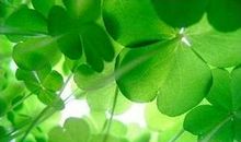 关于四叶草的优美句子