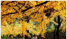 秋天的唯美句子