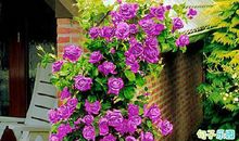 感恩节语录短句 感恩说说句子大全