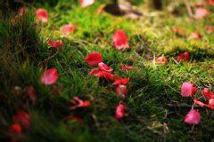 您的影子显得苍白而褪色