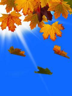 我想轻轻地落在您的身上