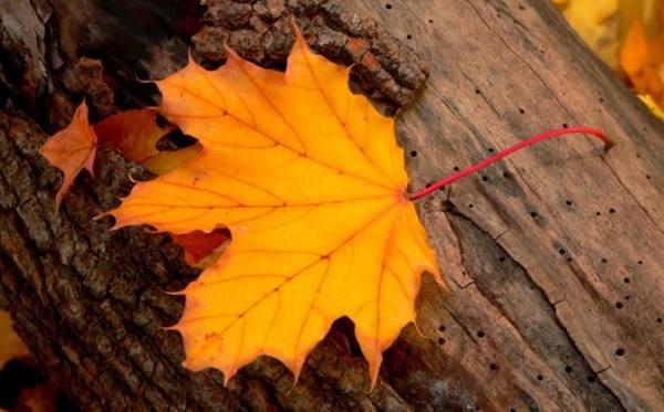 如果您可以变成雪花