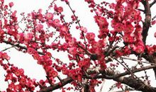 描写梅花的古诗句