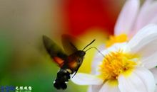 关于蜜蜂比喻句