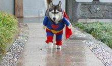 超级搞笑的qq空间说说