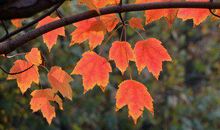 形容自己心烦折寿的句子