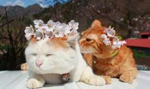 古代词中描写亲情的句子