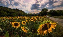 给客户发的晚安问候短信