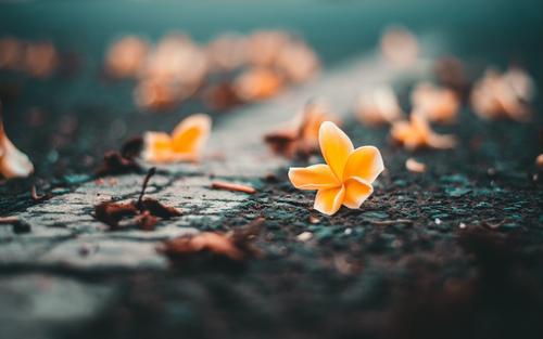 请欣赏小编整理的关于形容亲情的句子英语