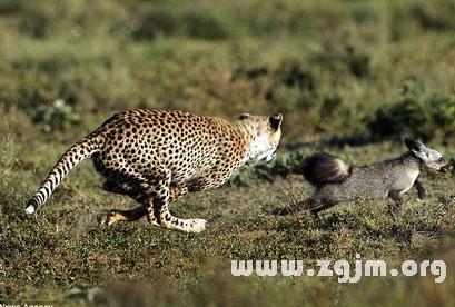   梦见被豹子追逐