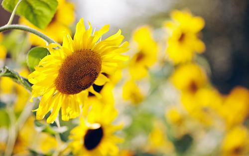 编辑以情感为主题编了一些句子