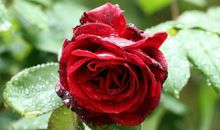 亲情暖我心句子说说心情