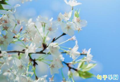 春风吹拂了一个晚上的家乡梦