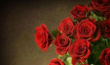 描写玫瑰花的语句