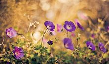 歌颂友情的句子汇总