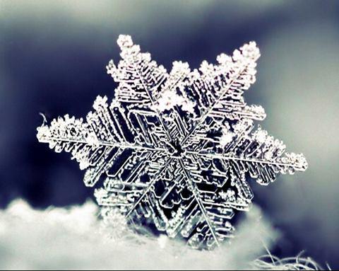 每个白精灵都梦想着从天上飞来