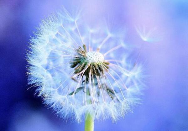 小鸟在快乐地尖叫