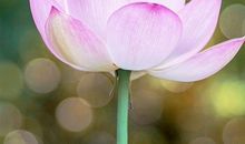 关于荷花的朋友圈文案 荷花发朋友圈怎么写