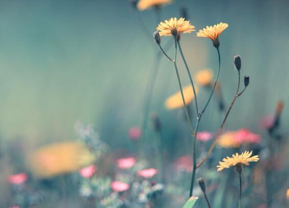 韩华尔灿烂地笑着