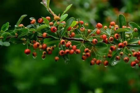 您将听到强大而有力的步伐