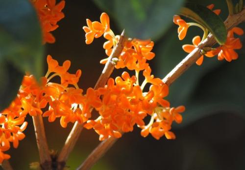 您会在荡漾的南湖上看到满载着革命火种的红船的踪迹