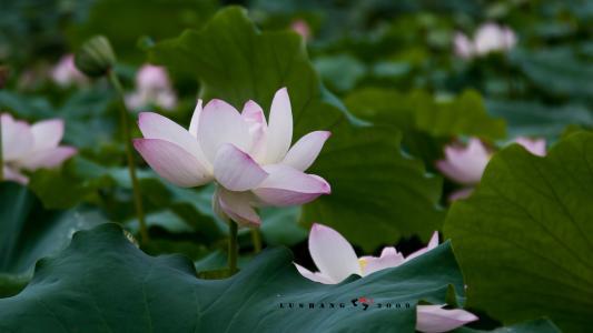 进入阳光明媚的八月