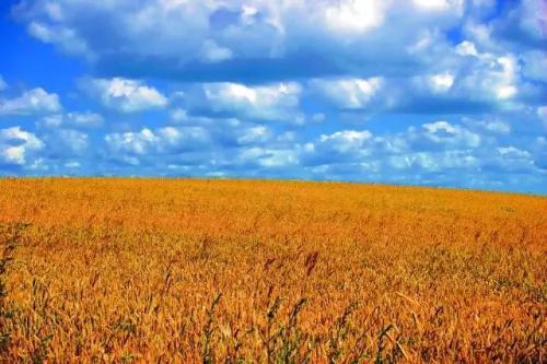   描述秋色的成语  1