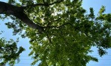 太阳好晒的朋友圈说说 太阳晒死人的朋友圈