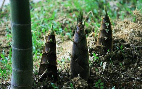  [关于笋的句子]我们的家被群山环绕