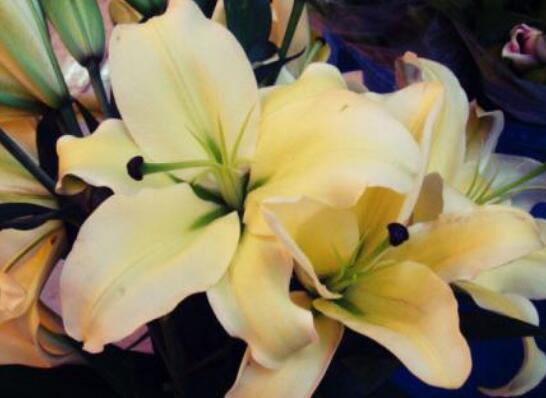 以下是由编辑者组织的修辞句