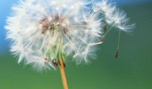 鲸落的唯美句子