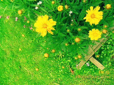 一杯新鲜的功夫茶