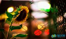 英文版生日语句汇总